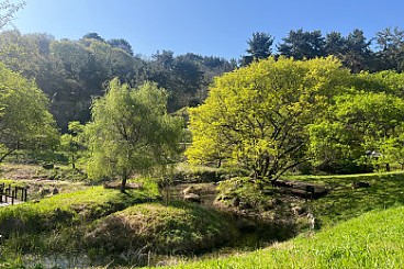 지금 세자트라숲은 연둣빛 축제 중!